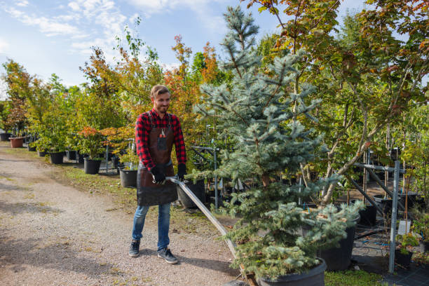 Best Storm Damage Tree Cleanup  in Mechanicsville, VA